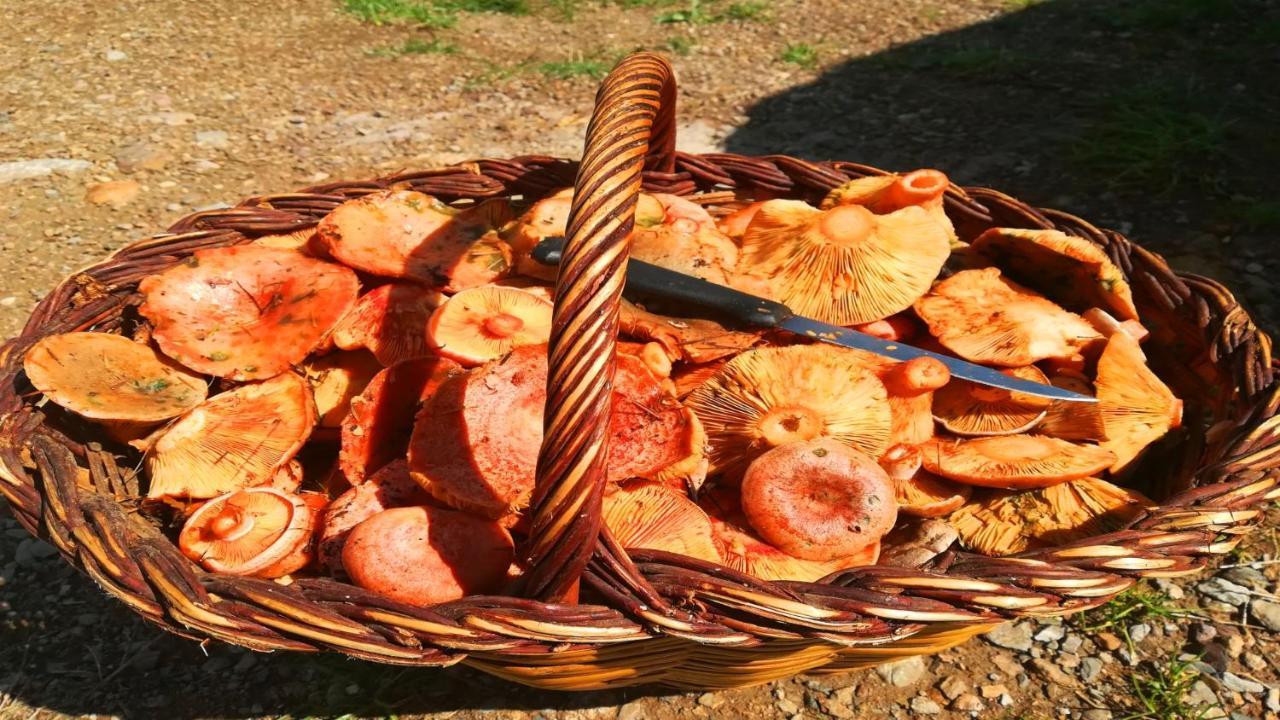 Can Nitu Camprodon Εξωτερικό φωτογραφία